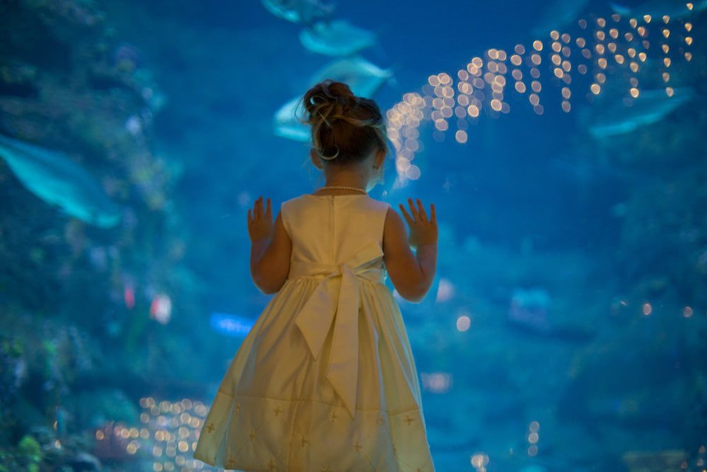 Ft Fisher aquarium event wedding lighting child Wilmington Uplighting